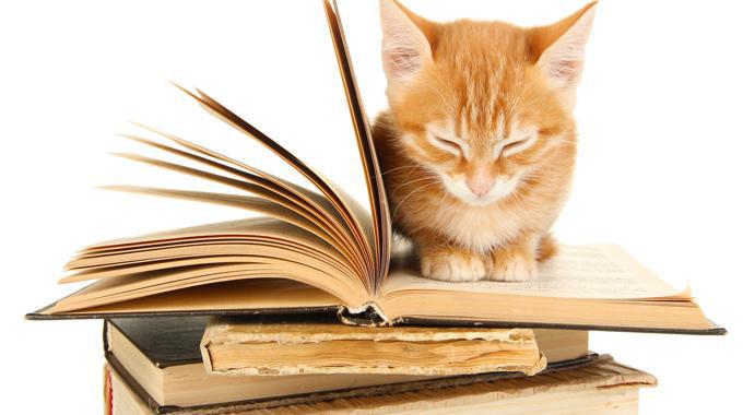 Die schönsten Katzenromane | Was liest du?