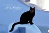 Unter der Sonne des Südens - Griechische Katzen 2014 - Monika Wegler