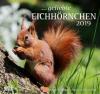 Geliebte Eichhörnchen 2019 - 