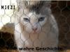 Miezi - Eine wahre Katzengeschichte - Judith Cramer