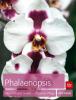 Phalaenopsis - Jörn Pinske