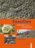 Fossilien sammeln an der Ostseeküste - Andrea Rohde