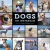 Dogs on Instagram - @dogsofinstagram