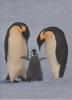 Pinguin - Frans Lanting
