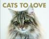 Cats to Love - 