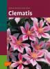 Clematis - 