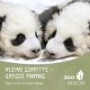 Kleine Schritte - Große Pandas - 