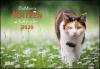 DuMonts Katzen-Kalender 2020 - 