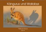 Kängururs und Wallabys (Wandkalender 2019 DIN A2 quer)