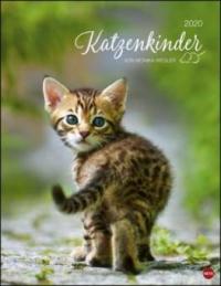 Katzenkinder Posterkalender 2020 - Monika Wegler