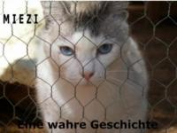 Miezi - Eine wahre Katzengeschichte - Judith Cramer